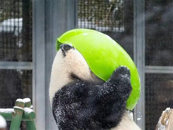 Famous giant panda in China - Menglan