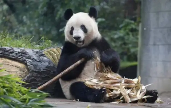 Popular panda in Chengdu