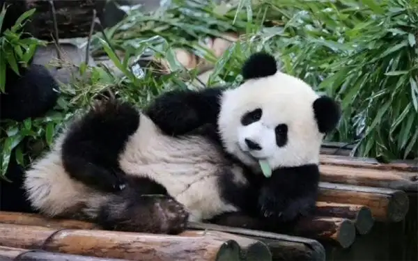 Celebrity giant panda in Chongqing