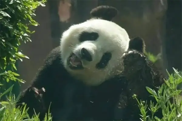 Famous giant panda in China