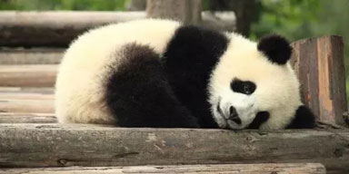 Visit Panda in Chengdu