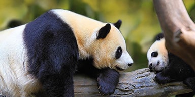 Visit Panda in Chengdu