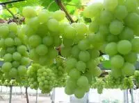 grapes in valley