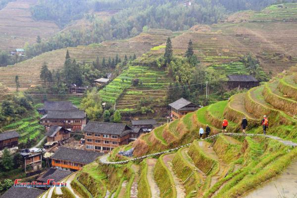 Guilin tour to Longji Rice Terraces in Autumn