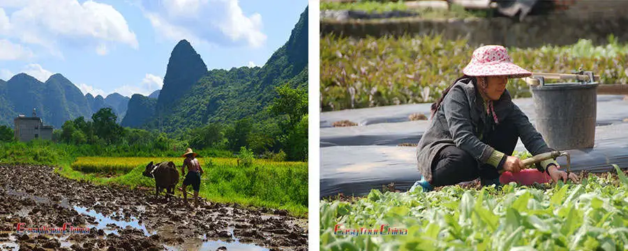 Real Yangshuo farm work