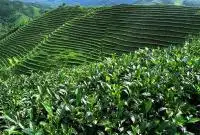 Pu'er Tea Plants
