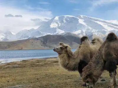 12 Days Essence of the Silk Road Tour from USA
