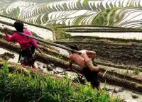 Longji Rice Terraces Tour with Ping'an Village