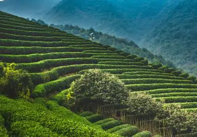 Discovering Serenity at Longjing Tea Village in Hangzhou: Beyond the Cup