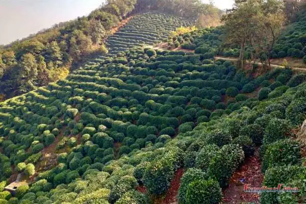 Visit Longjing Tea Plantation in Hangzhou