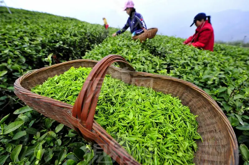 Longjing Tea Cutlure Experience