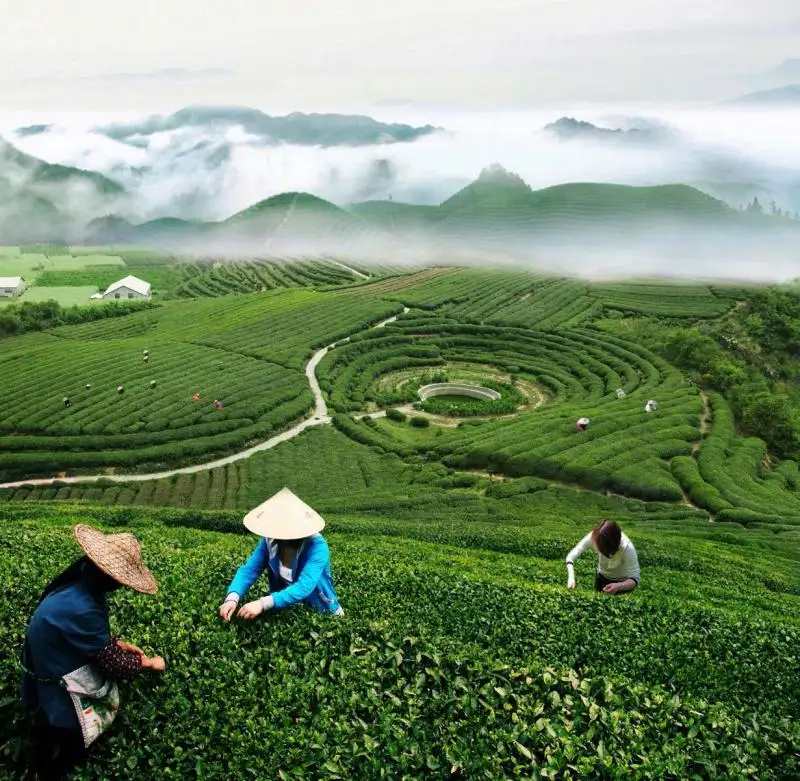 Hangzhou Longjing Tea Plantation