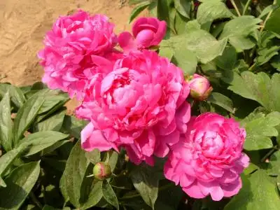 Luoyang Peony Festival Is Being Held Now