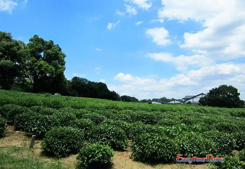 Meijiawu Tea Plantation