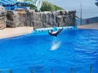 show in ocean park