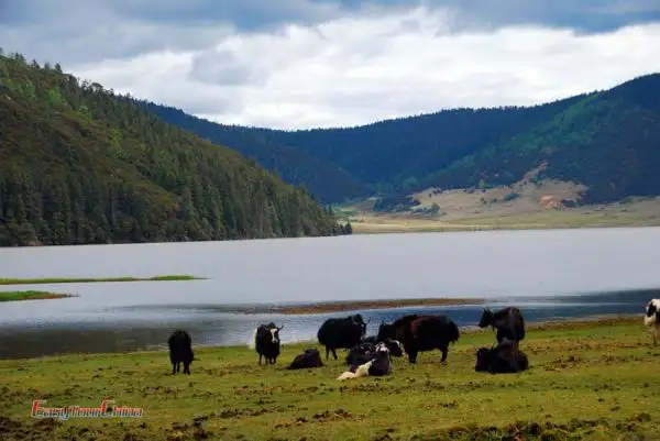 Top Summer Destinations in China - Shangri-La