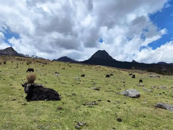 Trek ShangriLa Niru trail