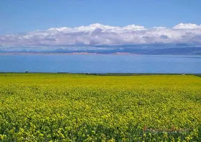 Qinghai Lake and Bird Islands
