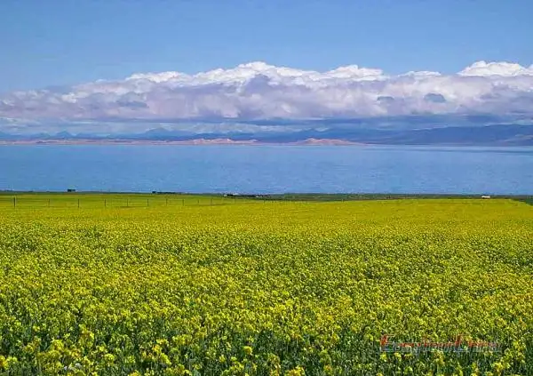 Qinghai Lake in Summer