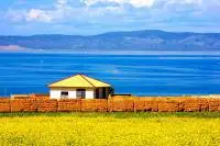 Qinghai Lake – Exploring the Seas of Canola Flowers in Summer