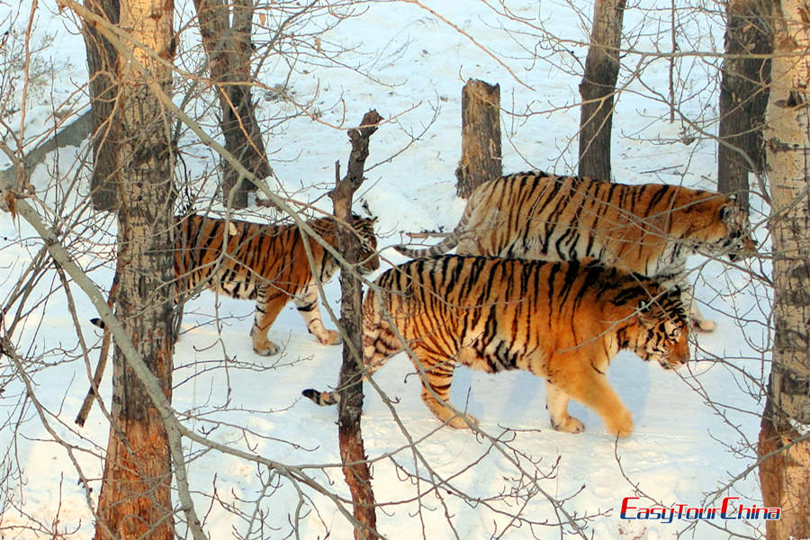 Travel to Harbin Siberian Tiger Park
