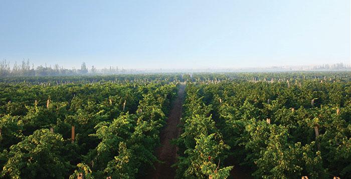 Silver Heights Winery in Ningxia