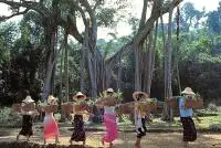 dai people and the tree