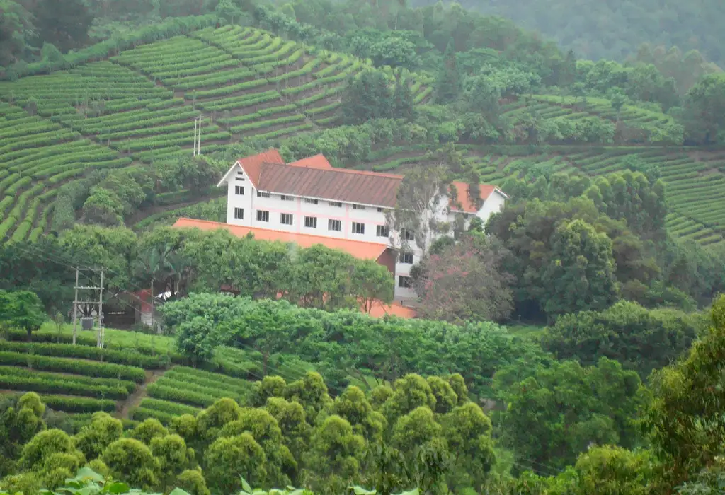 Yannanfei Tea Field