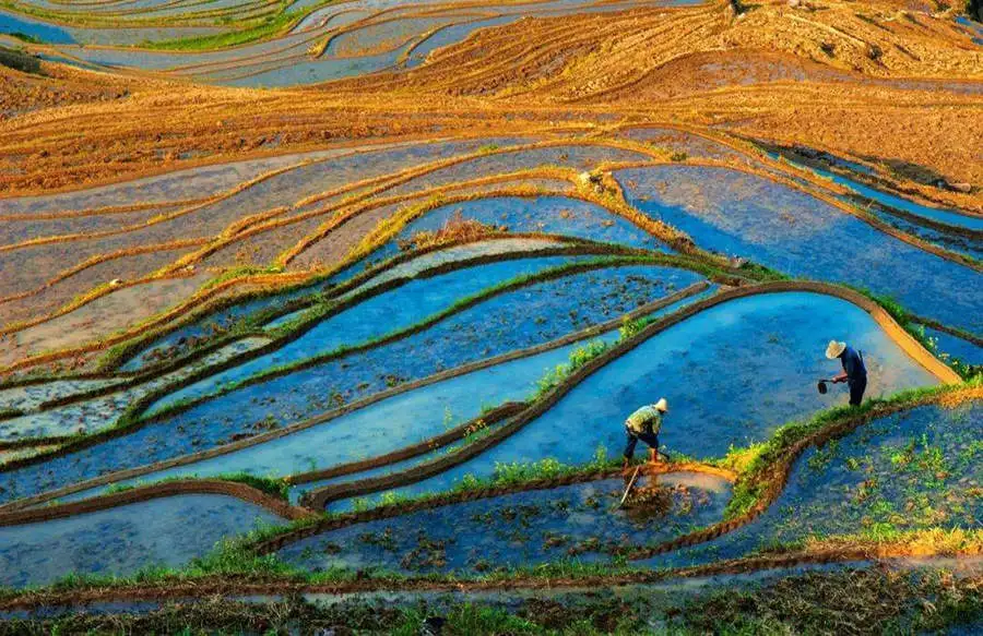 Yunhe Rice Terraces in China