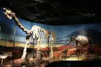 skeleton