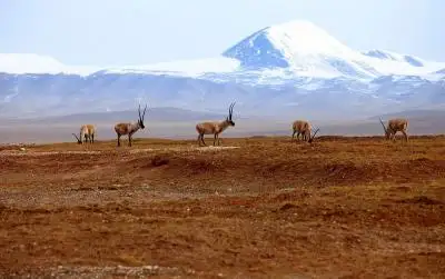 Hoh Xil Tibetan antelope