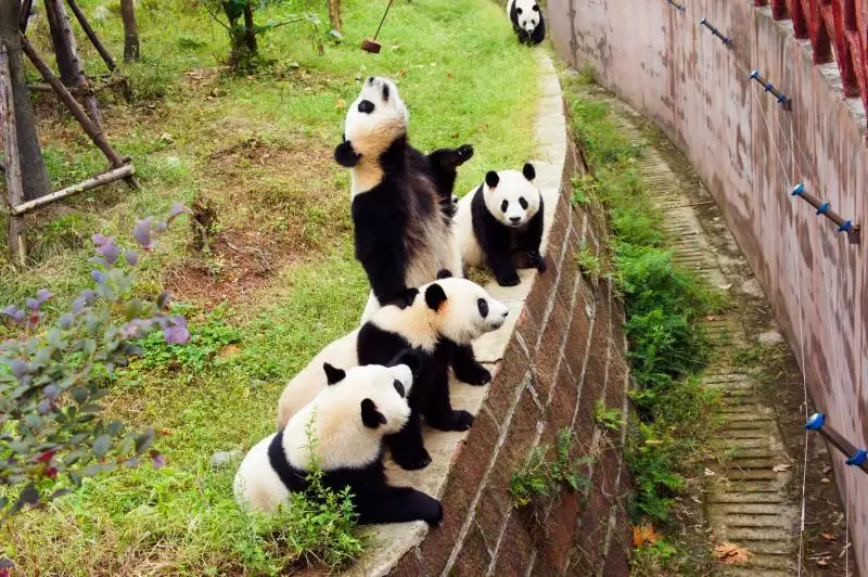 Chengdu Giant Panda Base