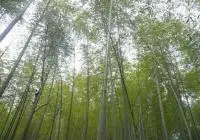 bamboo forest wuyishan